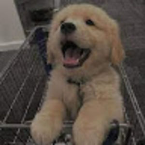 Meet your Posher, Molly